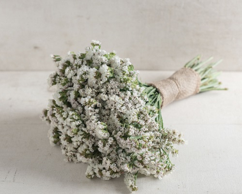 گل استاتیس سفید سیکر